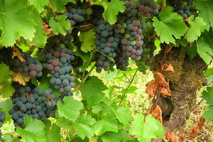 Mencia - the wine of El Bierzo